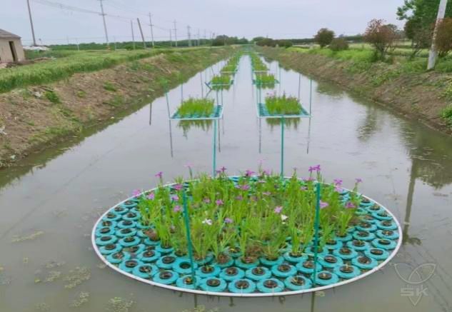 畜水中心：投资140万元 有效净化水体面积1500亩！