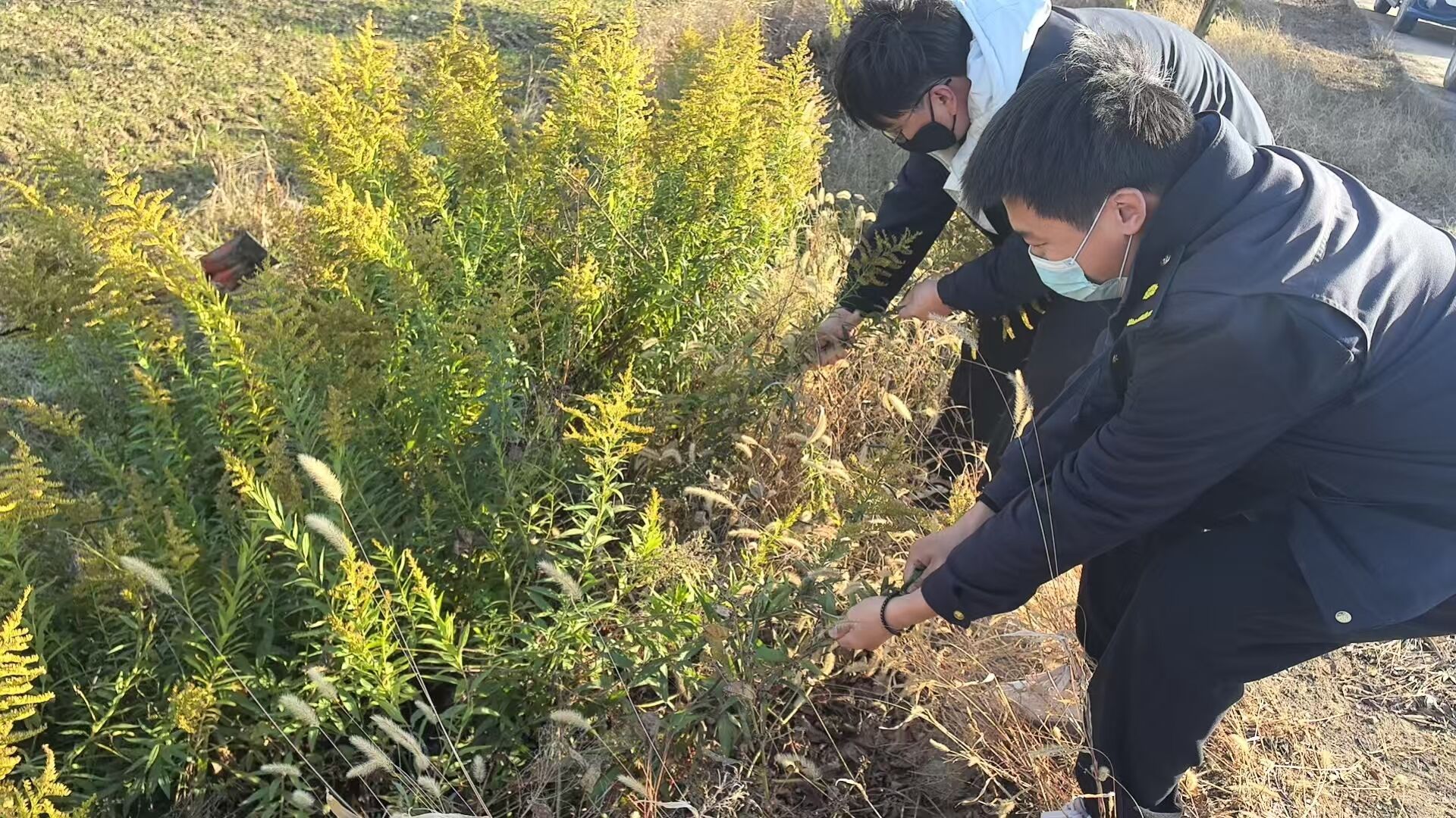 社管会全力铲除“加拿大一枝黄花”