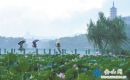 金山湖畔邂逅“夏雨荷”